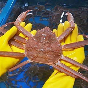 노을수산 영덕대게 박달홍게 수입대게, [05]국산대게 2kg(5~6마리), 1세트