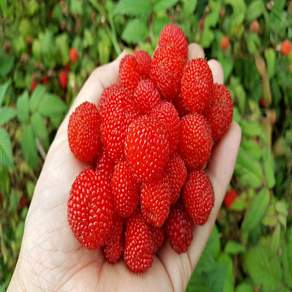 김해 산지직송 프리미엄 생 산딸기, 1개, 250g