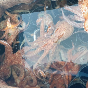 선장40년 직접잡은 통영욕지손질돌문어 창현호 2개이상무료배송, 1개, 손질문어대6-700g(1-2미)