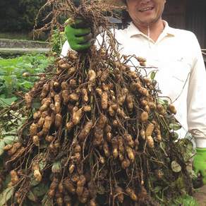 예천 껍질땅콩 햇땅콩 피땅콩 쩌먹는땅콩, 햇피땅콩, 1kg, 1박스