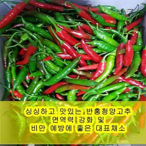 야과몰 싱싱 반홍 청양고추 (1kg) 빨강고추 초록고추, 1kg, 1박스