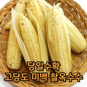 (특품선별)25년 햇 옥수수 강원도 미백 찰옥수수, 특품(15cm이상), 10개
