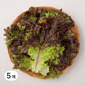 국내산 적상추, 150g, 5개