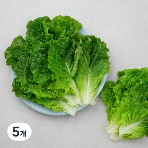 국내산 GAP 청상추, 150g, 5개