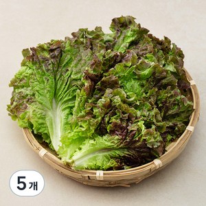 국내산 친환경 적상추, 200g, 5개