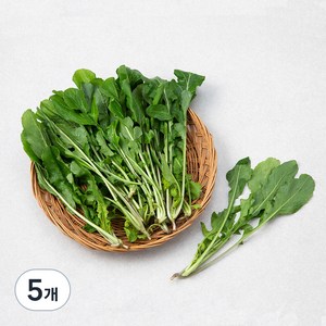 국내산 루꼴라, 100g, 5개