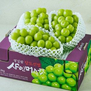 영길팜 당도선별 샤인머스캣, 2kg, 1개