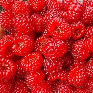 신선팜] 국내산 산딸기 생과, 1박스, 250g x3팩