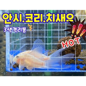 안시 산란통 코리 치어통 구피 브라인 격리통 코리 치어 열대어 브라인급여 부화통 체리새우, 걸이형, 파란, 1개