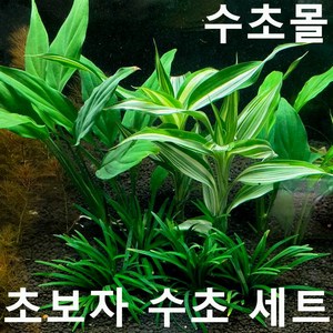 초보자 수초 세트 (애란4촉+산드리아2촉+스파트필름2촉) 초보자수초 자연수초, 1개