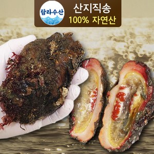 [산지직송] 해녀가 채취한 통영 돌멍게, 2kg