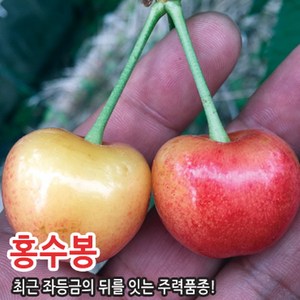 왜성 체리나무 묘목 라핀 타이톤 러시아8호 홍수봉 레이니어 충청농원, 홍수봉 왜성대목, 1개