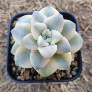 [수암다육] 살구미인금 랜덤발송 Graptoveria 'Titubans' f. variegata 랜덤발송 다육 다육이 다육식물 137, 1개