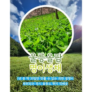 울릉도 자연산 명이나물 명이생채 생명이, 옵션1 800g, 1개