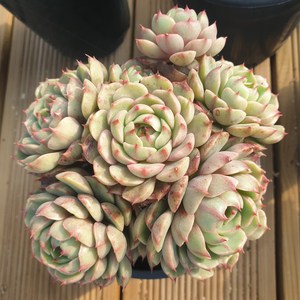 [수암다육] 벤바디스 랜덤발송 Echeveria 'Ben Badis' 랜덤발송 다육 다육이 다육식물 421, 1개