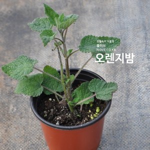 오렌지밤, 1개