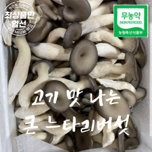 국산 무농약 큰 느타리버섯 고기맛 느타리 버섯 특상품, 1개