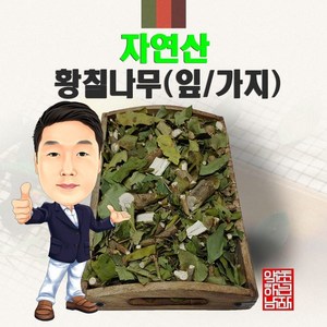 자연산 황칠나무(잎/가지) 100g (경북 영천) 국내산, 1개