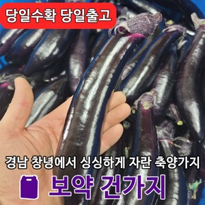 [원라마켓]경남 창녕 산지직송 특품 축양가지, 1kg, 1개