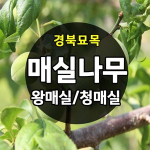 [경북농원] 매실나무 접목묘 특묘 (왕매실/청매실/홍매실), 왕매실 접목  상묘, 1개