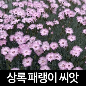 상록패랭이 씨앗 패랭이 씨앗 꽃씨 dianthus 500알, 1개