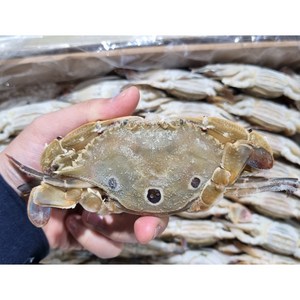 넉넉수산 냉동 삼점게 암게 80/100 6kg, 냉동 삼점게(암게) 80-100 6kg, 1개, 냉동 삼점게(암게) 80-100 6kg