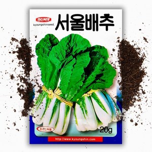 서울배추 씨앗(20g), 1개