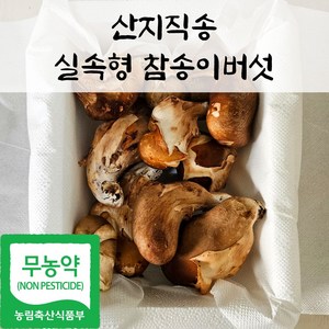 국내산 친환경 참송이 버섯 실속형 가정용, 1박스, 500g