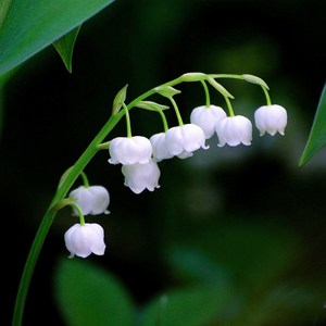 [평창][5포트]은방울꽃, 5개