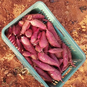 우연팜 베니하루카 해남 맛있는 꿀고구마 한입사이즈 부터 특상품까지, 1박스, 베니하루카 한입 개당60g이하 3kg