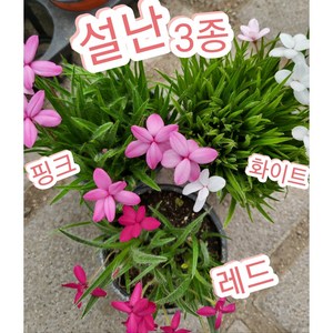 설난 3개3색/설란 향이 더 진해요, 3개