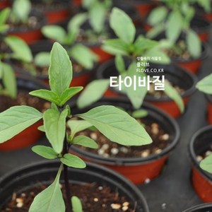 타이바질, 1개