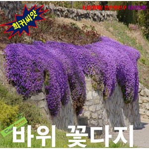 (희귀씨앗) 바위꽃다지(Aubrieta) 퍼플 25립, 1개