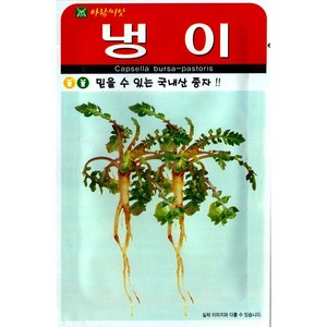 [모종심는아빠] 여러해살이 풀인 산채 냉이 종자2만립, 1개