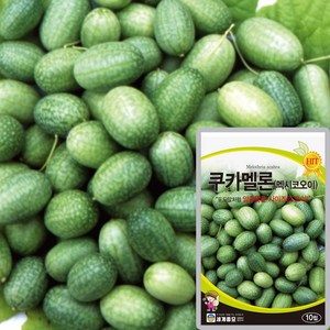 세계종묘 쿠카멜론 오이씨앗 10립 멕시코 오이씨 종자