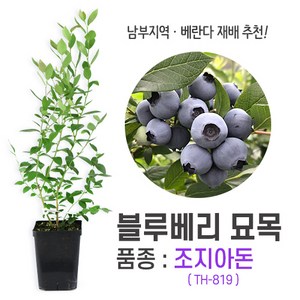 깨비농장 블루베리 나무 묘목 재배 키우기 (품종: 조지아돈 TH-819), 1개