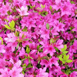 자산홍 철쭉 5주 H30cm 이상 [제이에스그린], 25개