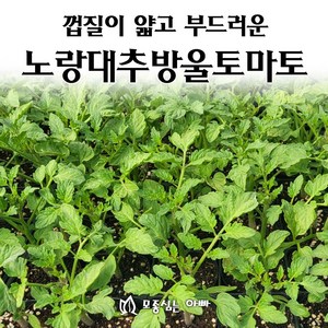 [모종심는아빠] 껍질이 얇고 부드러운 노랑대추방울토마토 모종, 1컵, 1개