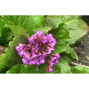 [평창][3포트]베르게니아(돌부채), 3개