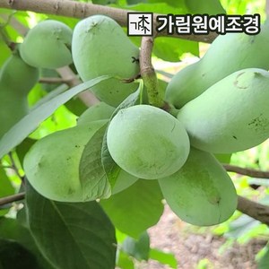 포포나무 묘목 5치장포트(실생) 나무 가림원예조경, 3개