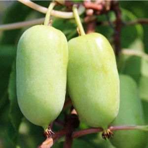 왕다래 [4치포트] 제이에스가든, 1개
