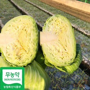 국내산 무농약 햇 양배추, 1박스, 2kg