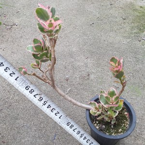 [수암다육] 칼랑코에 펫첸코이금 랜덤발송 Kalanchoe fedtschenkoi f. vaiegata (pink / lavende scallopse) 핑크스칼립스, 1개