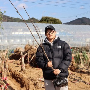 배나무 묘목 3년생 신고 배나무 결실주 신고 화산 원황 신화 황금배, 01.신고, 1개