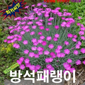 (희귀씨앗) 방석패랭이꽃 (Cheddar Pinks) 15립