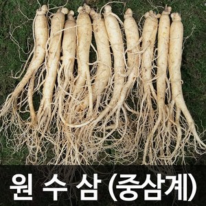 청명네이처 금산인삼 수삼(원수삼) 중삼계(750g) (31~45뿌리), 1개, 750g