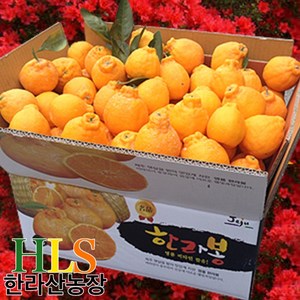 한라산농장 한라봉 10KG 쥬스용 랜덤(소과~대과)혼합과~특정과, 1개