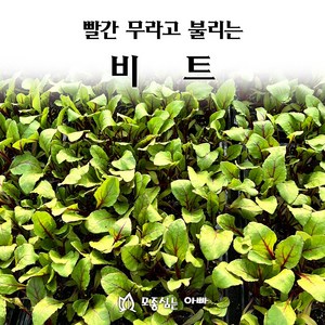 [모종심는아빠] 빨간 무라고 불리는 비트 모종 105구, 14개