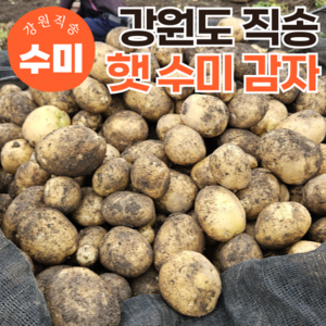 [특품선별] 국내산 강원도 24년 햇감자 수미감자, 3kg(왕특대), 1개