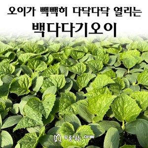 [모종심는아빠] 다닥다닥 열리는 백다다기오이 모종, 모종10개, 1개